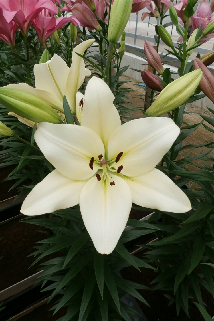 深谷ゆり Jaふかや深谷ゆり部会