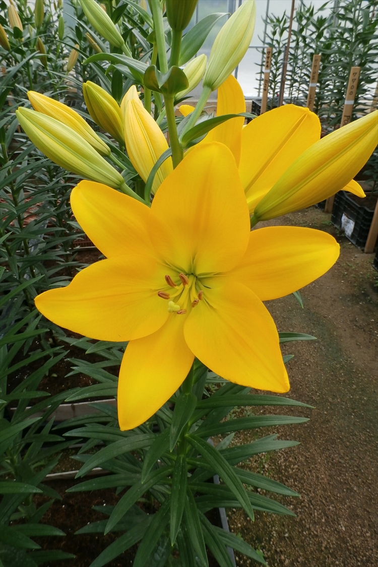 深谷ゆり Jaふかや深谷ゆり部会