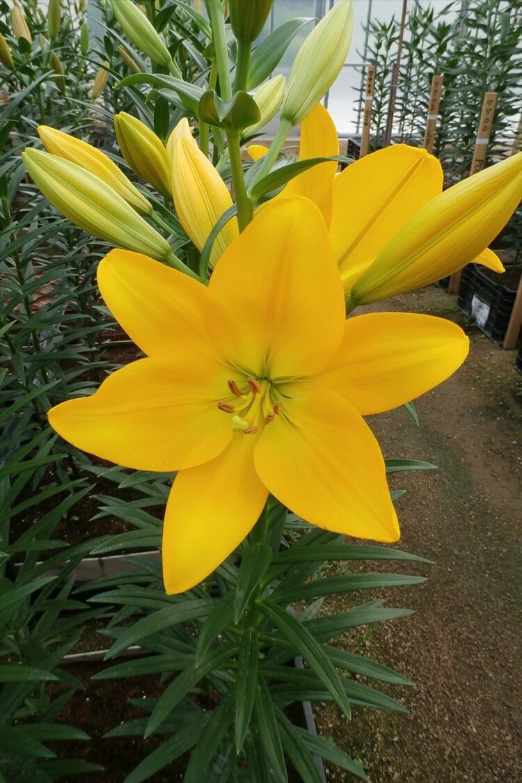 ユリ⭐︎様 品種紹介 – JAふかや深谷ゆり部会