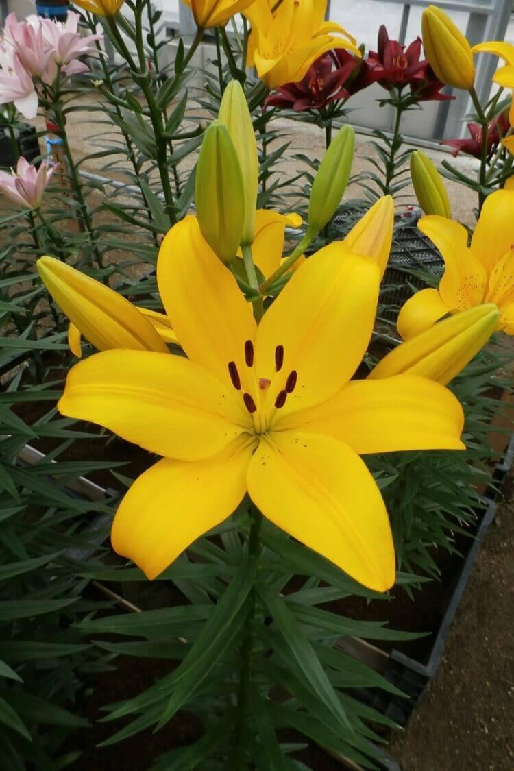 信州産百合(橙色・黄色)の球根　パケットプラス 品種紹介 – JAふかや深谷ゆり部会