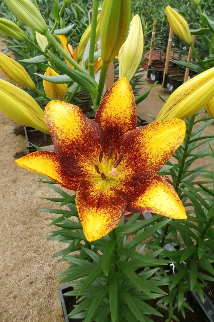 店舗良い ユリ 球根 八重咲すかしユリ 無花粉 ダブルセンセーション 5球 Old Enactus Kg