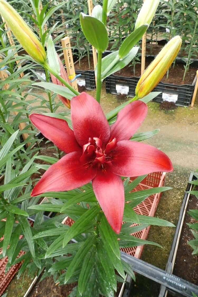 品種紹介 – JAふかや深谷ゆり部会